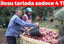 Kilosu tarlada 4 TL ama markette 55'e satılıyor! Tıkalı kalp damarlarını yağ çözücü gibi açıyor, bağırsakları harıl harıl çalıştırıyor!