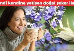 Doğada kendi kendine yetişen şeker ilacı! Kandaki şekeri terazi gibi dengeliyor, kolesterolü damardan kazıyor!