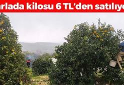 Kar altında hasadı başladı! Kilosu 6 TL: Böbrekleri diyalizin pençesinden kurtarıyor, doğanın C vitamini kralı!