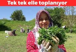 Sivas'ta kendiliğinden yetişiyor! Kanı temizleyip, organları yeniliyor: Vücudu arındırıp, sinir sistemini resetliyor