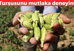 Turşusu yemeğinden daha faydalıymış: B9 bakımından çok zengin! Hazımsızlık ve şişkinliği tarihe gömüyor