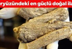 Yeryüzünün en güçlü antibiyotiği! Çinlilerin favori bitkisi: Öksürük, balgam ve göğüs tıkanıklığının kökünü kazıyor! Boğazdaki mikropları öldürüyor
