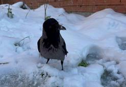 Kocaeli'de karganın kar banyosu yaptığı anlar görenleri hayrete düşürdü