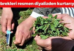 Böbrekleri diyalizin pençesinden kurtarıyor! Doğada kendiliğinden yetişiyor, kemikleri beton gibi güçlendiriyor! Haşlayıp kaşık kaşık yiyin