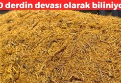 70 derdin devası! Hazımsızlık ve bağırsak kurdunun şifası: 1 cezve suda kaynatıp için: Bardak bardak içince bağırsakları hafifletiyor