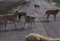 İstanbul Valiliği'nden sokak hayvanları ile ilgili genelge! Son gün 17 Mart