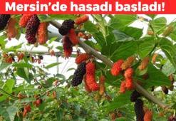 Mersin'de hasadı başladı! Kilosu 120 TL: Karaciğerdeki toksinleri temizliyor, doğal ateş düşürücü, doğanın potasyum kralı olarak biliniyor