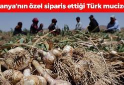 İspanya'dan Aksaray'a doğal antibiyotik yatırımı! Kolesterolü damardan silip atıyor, iltihabın kökünü kurutuyor! Doğal tansiyon ilacı