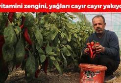 Hatay'da turfanda hasadı başladı! Kilosu 80 TL: Doğanın antioksidan kralı, bağırsakları harıl harıl çalıştırıp metabolizmayı hızlandırıyor!