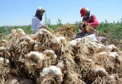 Aksaray'ın sarımsağı artık dünya tarafından tanınacak! Bölgeye İspanyollar yatırım yapacak