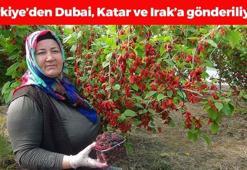 Dubai, Katar ve Irak'a özel ihraç ediliyor! Kilosu 100 TL: Bağırsakları harıl harıl çalıştırıp cilde içten kolajen yüklüyor! Doğanın C vitamini kralı