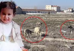 10 sokak köpeğinin saldırısında hayatını kaybetmişti! Rana'nın otopsi raporu çıktı