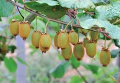 Bir poşet portakaldan daha fazla C vitamini barındırıyor! Doğanın en güçlü antioksidanlarından: Folat ve K vitamini zengini