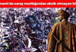 Osmanlı'dan beri kullanılıyor! Potasyum, C vitamini ve magnezyum zengini, insülini baskılıyor! Padişahların doğal şeker ilacı olarak da biliniyor