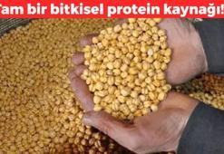Kalbi zırh gibi koruyor! Bitkisel protein kaynağı: 1 avuç yiyince şifa dağıtan tek besin