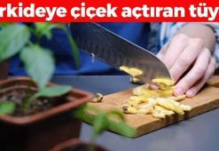 Kabuğunu kesip koyunca orkideye pıtır pıtır çiçek açtırıyor! Meyvesini yiyip kabuğunu atmayın: Ölmüş orkideyi bile canlandırıyor!