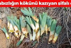 Doğada kendi kendine yetişiyor! Halk arasında 'gulik otu' olarak biliniyor, tıkalı bağırsakları motor gibi çalıştırıp kabızlığın kökünü kazıyor! Kilosu 200 TL