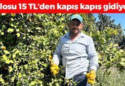 Bahçede kilosu 15 TL'ye düştü! Karaciğeri yeniden doğmuş gibi yapıp toksinlerin kökünü kurutuyor! Doğanın C vitamini kralı