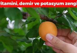 1 tanesi sadece 17 kalori! Bağırsakları motor gibi çalıştırıp kabızlığın kökünü kazıyor, vücudu potasyum ve demire boğuyor!
