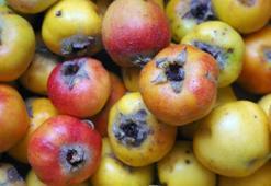 Kayaların arasında yetişiyor! Bağışıklığı demir gibi güçlendirip kan yapıyor, damarları anında genişletiyor!