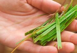 Türkiye'den tüm dünyaya yayıldı: İbn-i Sina yüzyıllar önce onu önerdi! Beyinde ve damardaki tıkanıklığı geçiren tek besin