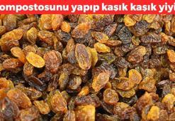 Kompostosunu yapıp kaşık kaşık yiyin! Kansızlığı sıfırlıyor: Bağırsakları motor gibi çalıştırıyor, kabızlığın kökünü kurutuyor: Zengin demir kaynağı