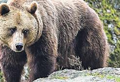 Saldıran ayıyı öldürünce suçlu oldu