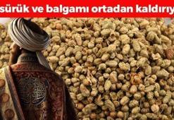Osmanlı'da yemeklere avuç avuç atılıyordu! Limondan ve sarımsaktan 30 kat daha etkili, öksürük, balgam ve hırıltının kökünü kazıyor! Boğazdaki mikropları öldürüyor