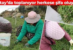 Hatay'da hasadı başladı! Kilosu 270 TL'den satılıyor: Doğada kendiliğinden yetişiyor, son derece verimli hasat