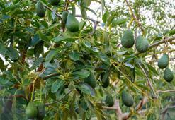 Bitkilerin profesörü açıkladı: Doğadaki en güçlü antioksidan: Halk arasında ona 'Tereyağı meyvesi' deniyor: Böbrekleri makine gibi çalıştırıyor: Kalsiyum deposu