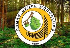 OGM İŞÇİ ALIMI BAŞVURU 2025: OGM işçi alımı başvuruları başladı mı, ne zaman bitiyor? Orman Genel Müdürlüğü personel alımı başvuru şartları