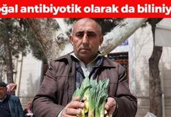 Doğada kendi kendine yetişiyor! Kilosu 100 TL, doğal antibiyotik olarak biliniyor! Tıkalı bağırsakları motor gibi çalıştırıp insülini yok ediyor!