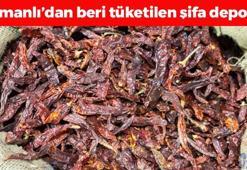 Osmanlı'dan beri tane tane tüketiliyor! Metabolizma hızını yüzde 100'e çıkartıp bağırsakları harıl harıl çalıştırıyor! Doğanın C vitamini kralı