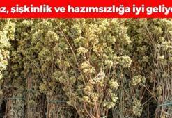 Doğada kendiliğinden yetişiyor! Gaz, şişkinlik ve hazımsızlığın kökünü kurutuyor: İltihabı da azaltan doğal ağrı kesici