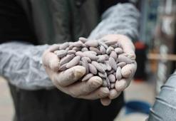 Elazığ’ın beyaz altını! Tezgahlardaki yerini aldı: Kilosu 250 liradan satılıyor! Halk poşet poşet alıyor, ,potasyum, magnezyum, çinko kaynağı