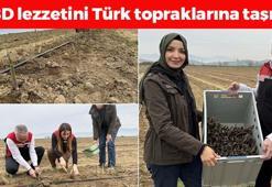 Amerika'da tanıştığı sebzeyi Türk topraklarına ekti, artık İzmir'den dünyaya yayılacak! Karaciğere reset atıp cayır cayır kilo verdiriyor, prebiyotik ve antioksidan zengini!