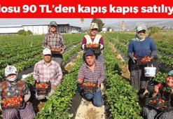 Mersin'de hasadı başladı! Kilosu 90 TL: İnsülin direncini kırıyor, doğadaki en güçlü antioksidan tıkalı damarları yağ çözücü gibi açıyor!