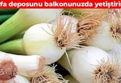 Doğanın mucizesini balkonda yetiştirin! 100 gramı kalsiyum deposu: Kolesterol seviyelerini düzenliyor