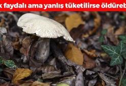 Dünyanın en kaliteli B12 deposu ama ölümcül olabilir! Toplayıp yiyenler aman dikkat: Ölüme kadar götürüyor, meğer sırrı gözümüzün önündeymiş...