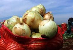 Kan akışını hızlandırıyor! Tarlada kilosu 18 TL: Katran gibi olmuş damarları temizliyor: Soğan ve sarımsağa burun kıvıran pişman oluyor