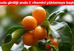 'Altın portakal' olarak da biliniyor! Kabuğuyla yenebilen süper meyve: Dünyanın en kuvvetli C vitamini kaynağı