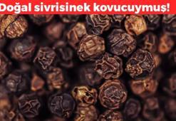 Sivrisinekleri kovan baharat! Yaz gelmeden öğrenenler yaşadı: 1 tutam serpmek yetiyor