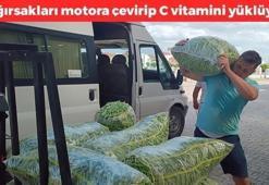 Kilosu 70 TL: Bağırsakları motor gibi çalıştırıp C vitamini yüklüyor! En güçlü antioksidan, kemikleri betona çeviriyor