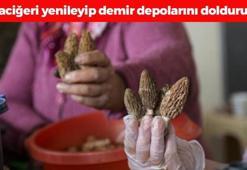 Sinop topraklarında yüzeye çıkmaya başladı, tek tek elle toplanıyor! Karaciğeri resetleyip vücuda demir yüklüyor! Tıkalı damar yollarını anında açıyor