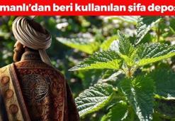 Osmanlı'nın hayran kaldığı bitki: Kan şekerini terazi gibi dengeleyip bağırsakları harıl harıl çalıştırıyor! Limon ve portakaldan 7 kat daha fazla C vitamini içeriyor!