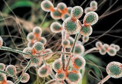 İlaca dirençli virüs alarmı