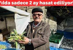 Muş'ta hasadı başladı! Kilosu 35 TL: Dağda kendiliğinden yetişen doğal antibiyotik, egzama ve saç dökülmesini saniyesinde durduruyor
