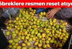Antalya'da hasadı başladı, faydasını duyan torba torba alıyor! Kilosu 100 TL: Doğal şeker ilacı, böbreklere reset atıp bağırsakları harıl harıl çalıştırıyor!