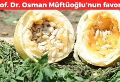 1 aylık magnezyum ihtiyacını saniyesinde karşılıyor! Prof. Dr. Osman Müftüoğlu'nun favorisi: Dünyanın en güçlü magnezyum kaynağıymış, avuç avuç yiyin