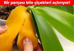 Yüzde 100 doğal gübre! Aylarca çiçek açmayan bitkiyi coşturuyor: Toprağına koymanız yetiyor